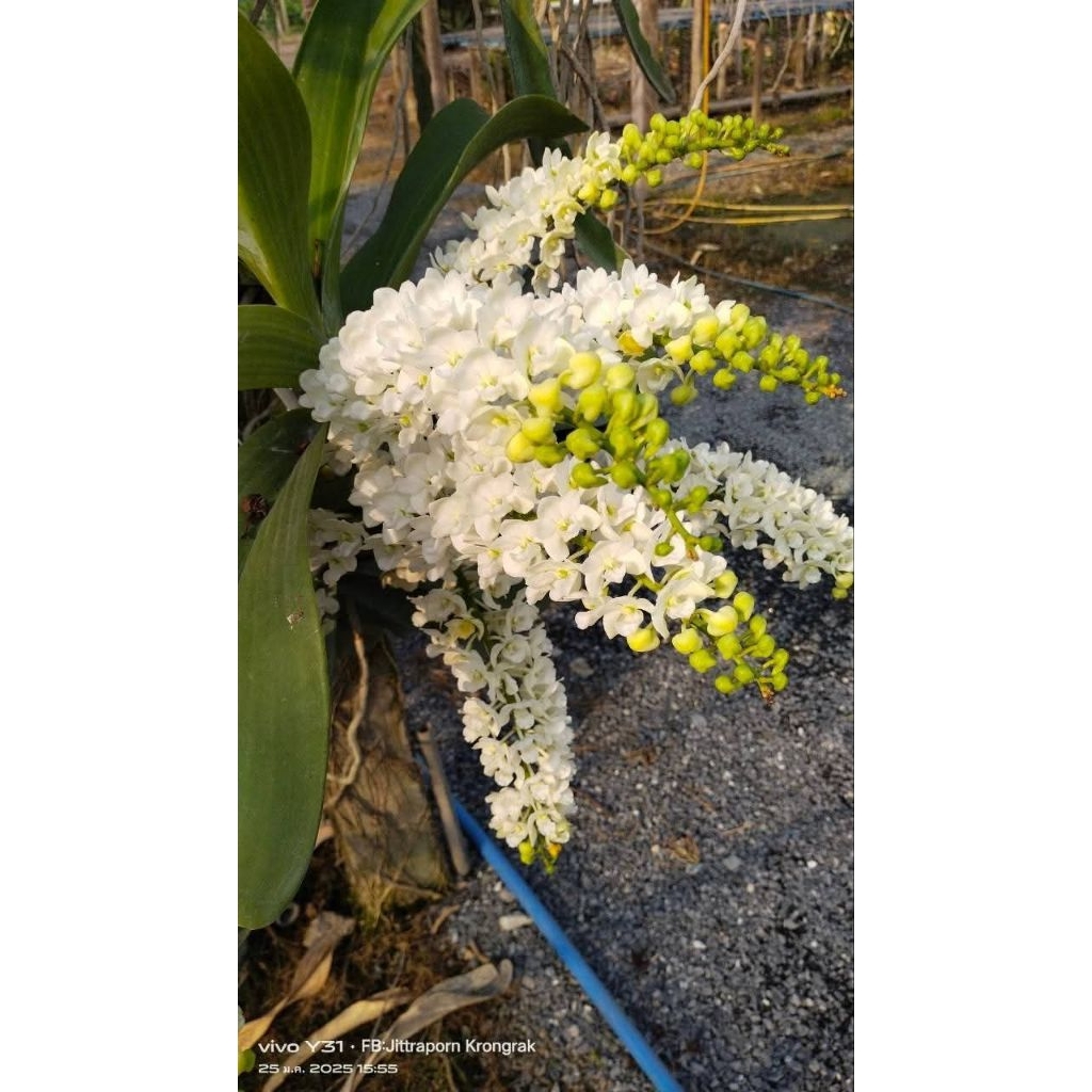 ช้างนิ้วคละสี แดง เผือก พลาย กระ ส้ม ชมพู ต้นเล็ก