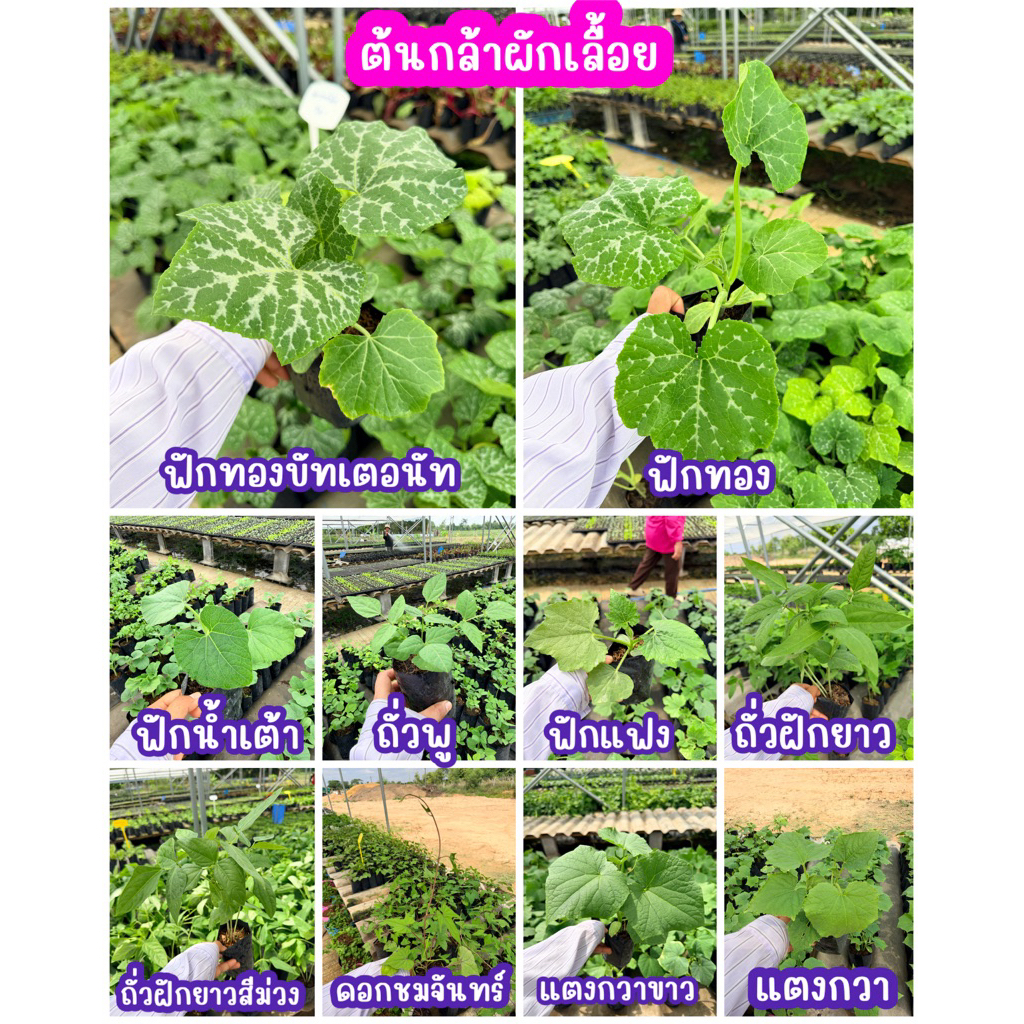 ต้นกล้าผักเลื้อย สั่งซื้อขั้นต่ำ 2 ต้นต่อสายพันธุ์