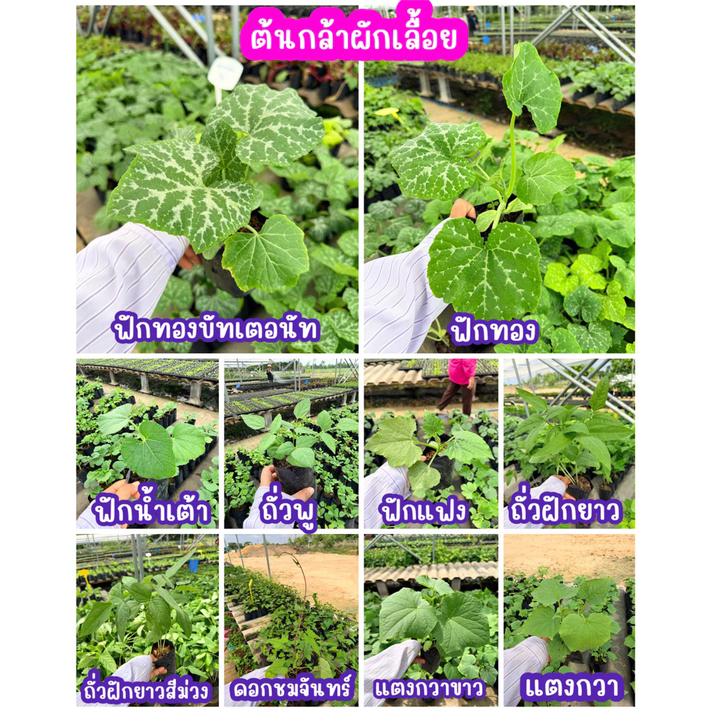 ต้นกล้าผักเลื้อย สั่งซื้อขั้นต่ำ 2 ต้นต่อสายพันธุ์