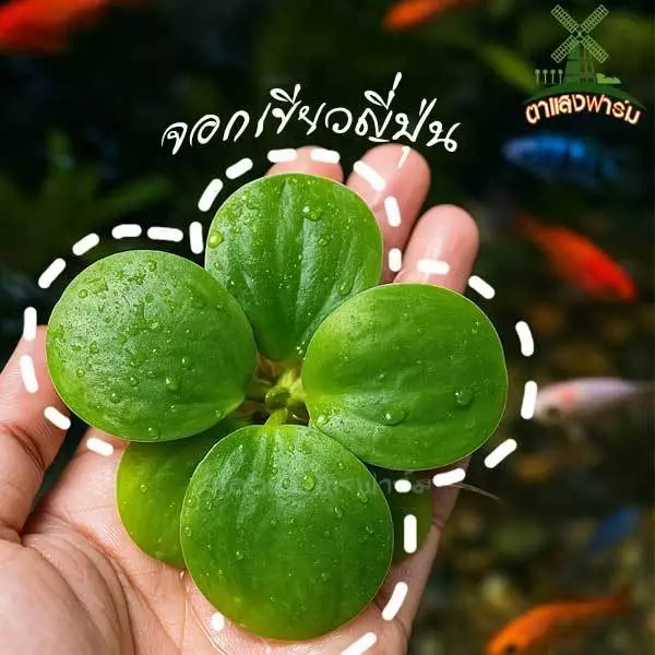 จอกเขียวญี่ปุ่น พืชน้ำตกแต่งอ่างปลาตู้ปลาสวยงาม เป็นที่หลบพักของสัตว์น้ำนาๆชนิดบำบัดน้ำให้ใส
