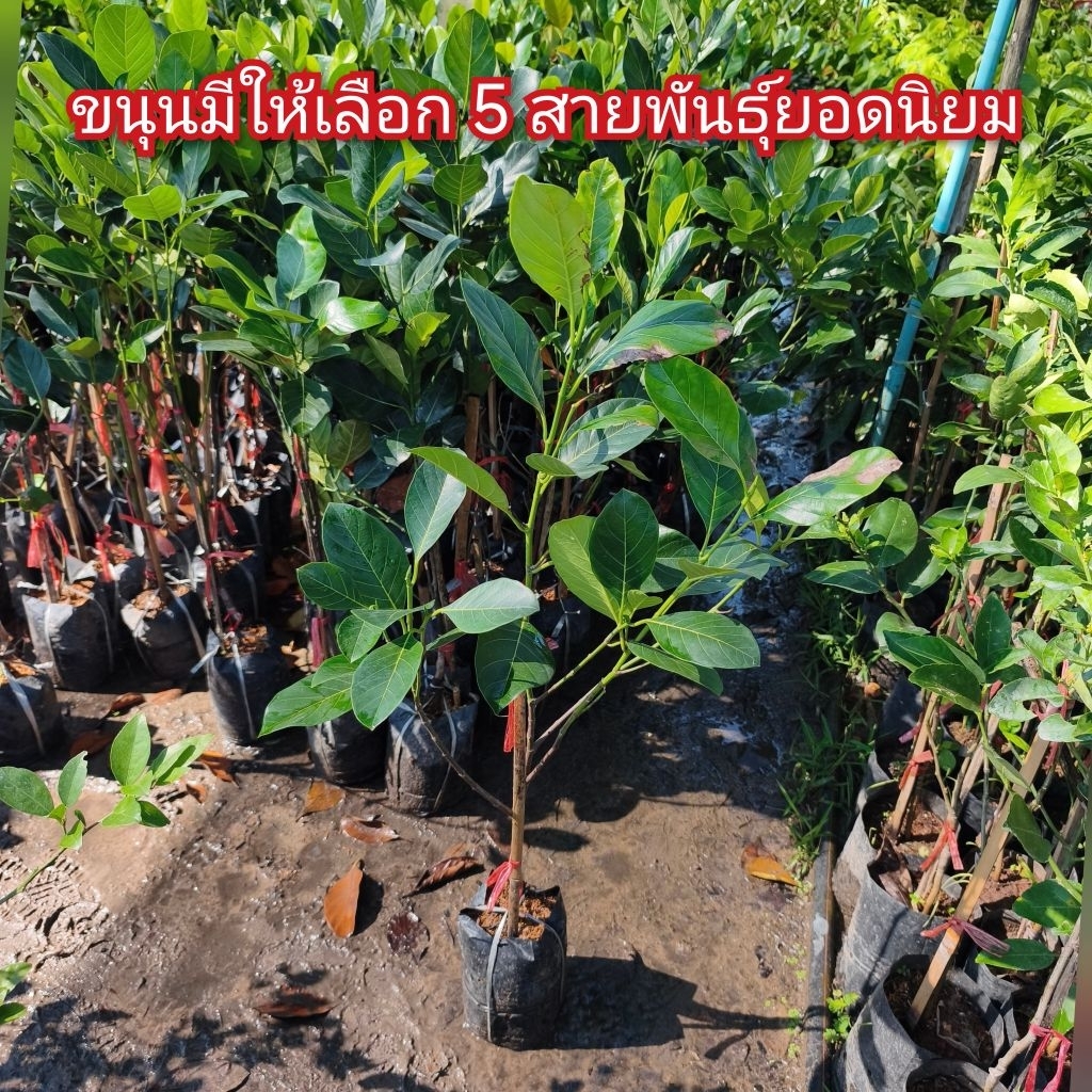 ขนุนสายพันธุ์ยอดนิยม 5 สายพันธุ์ ทาบกิ่ง คัดต้นสวยๆ