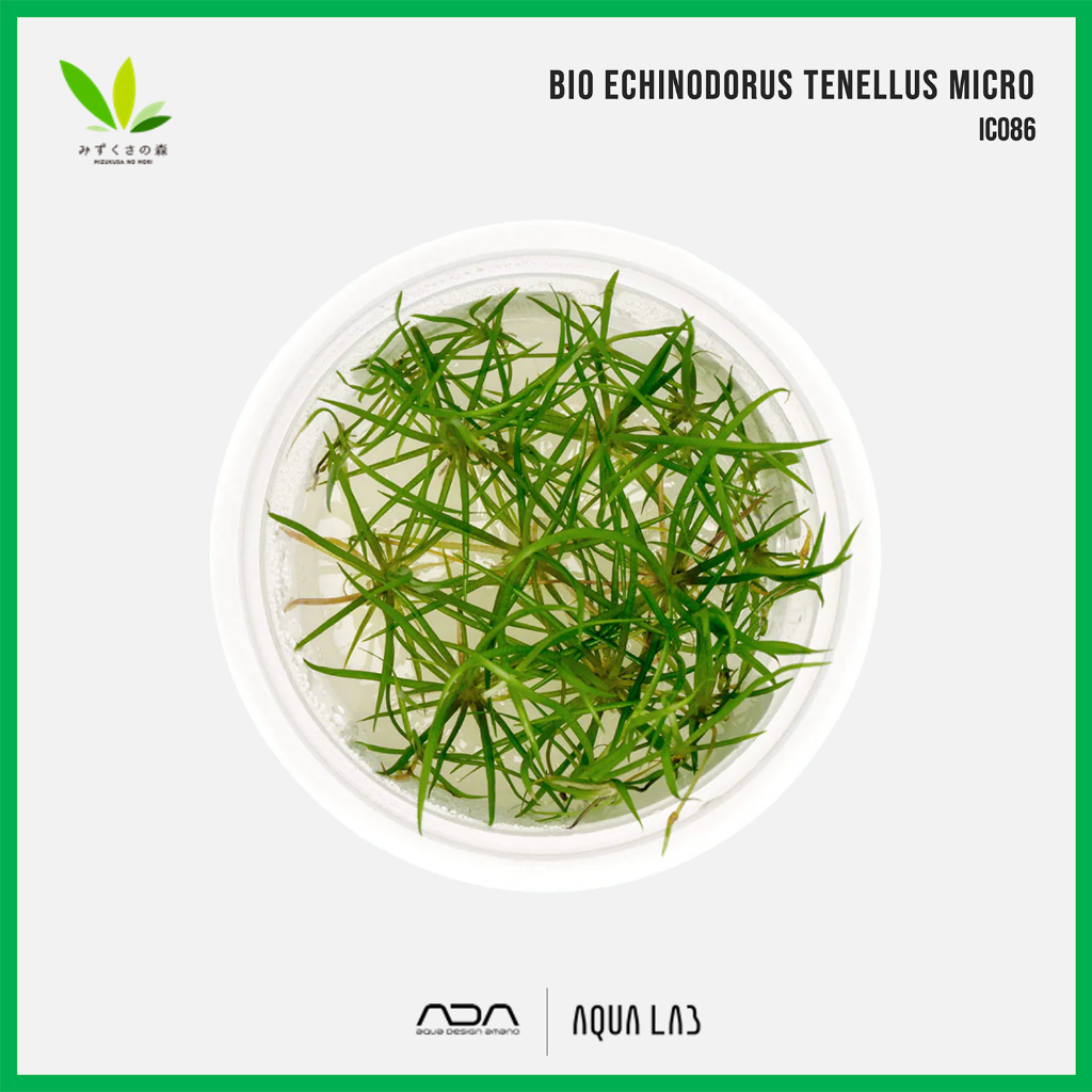BIO Echinodorus tenellus 'Micro' (เทเนลุสไมโคร) [ไม้น้ำ - Aquatic Plant] IC086