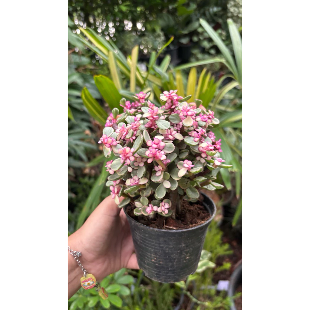ปะการังด่างชมพู พุ่มหลายต้น แบบหลายต้นเล็กใน1กระถาง