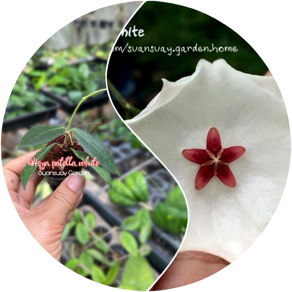 Hoya patella white โฮยาดอกสีขาว โฮยาดอกสีสะอาดตา โฮยาคุณหนู