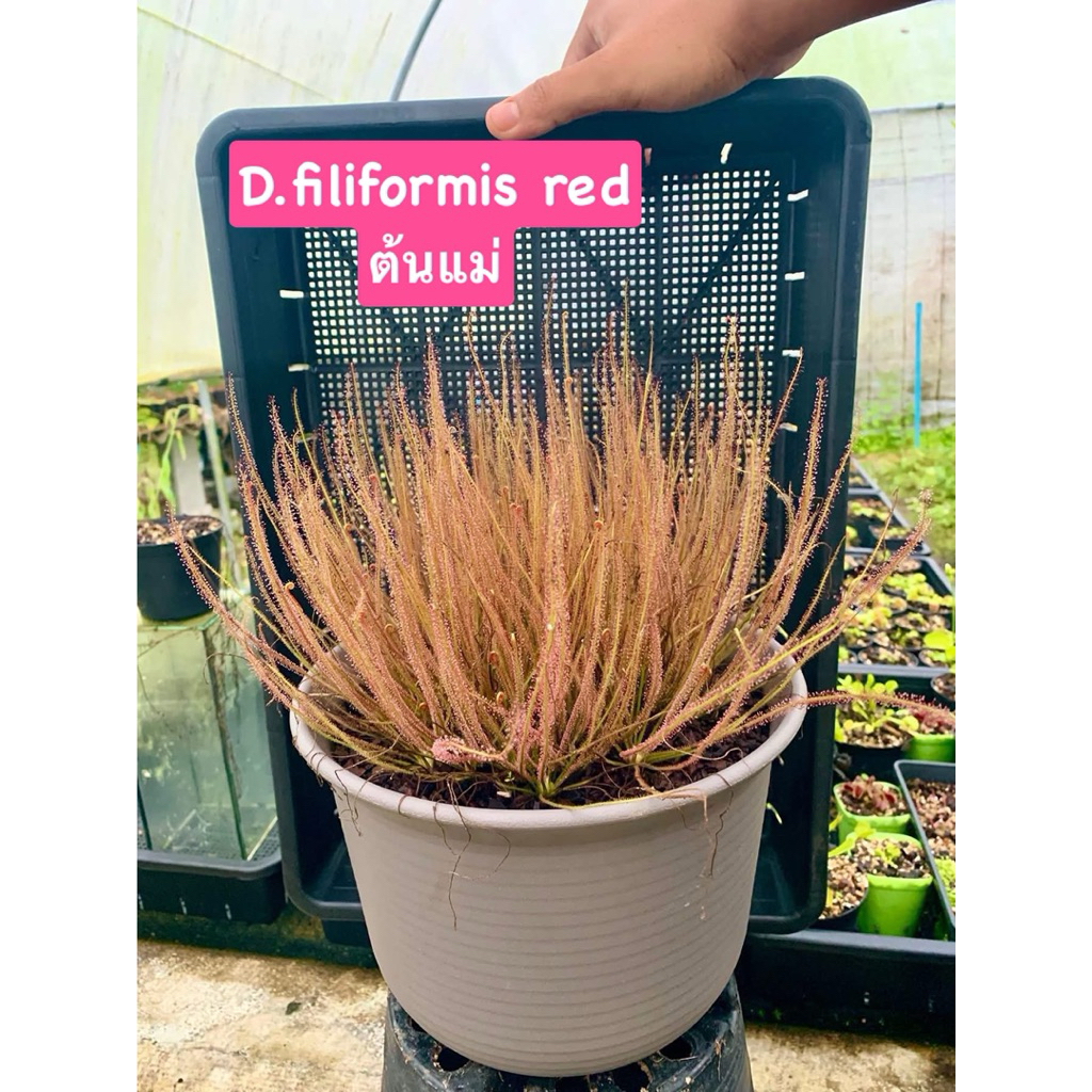 ( โปรเปิดร้าน ส่งฟรี )ต้นไม้กินแมลง ไม้กินแมลง หยาดน้ำค้าง Filiformis red ส่งตรงจากสวน