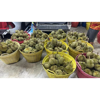 ทุเรียนภูเขาไฟจิ๋ว ขนาดเล็กเน้นเนื้อไม้เน้นทรง 1-3ลูก