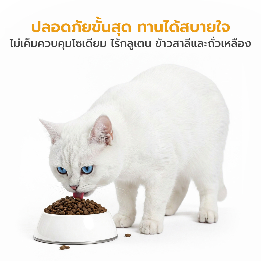 Buzz Beyond طعام قطط أمهات وصغيرة خالٍ من الغلوتين — صورة 6
