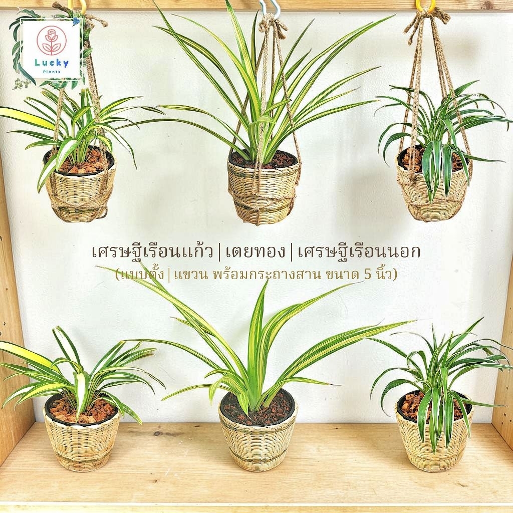 ☀️🎋เตยทอง / เศรษฐีเรือนนอก / เศรษฐีเรือนแก้ว แบบตั้ง,แขวน พร้อมกระถางสาน  ขนาด 5 นิ้ว ต้นไม้มงคล ฟอกอากาศ ชอบแดด
