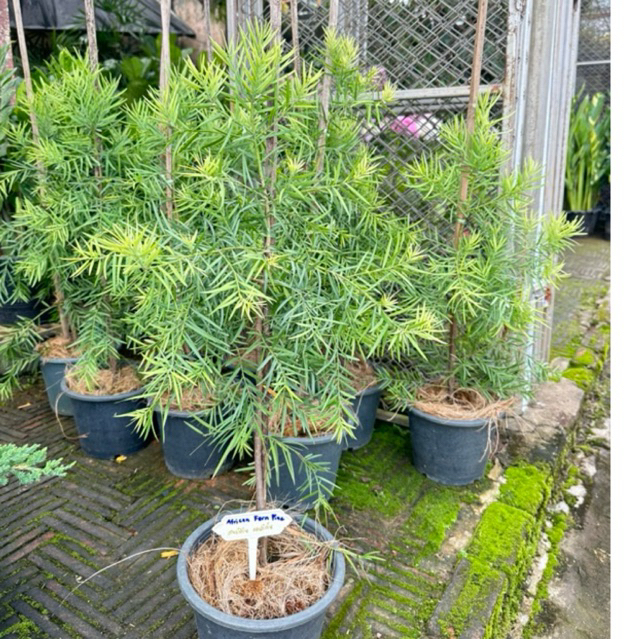 สนเฟิร์น แอฟริกัน African Fern Pine กระถาง 10-11 นิ้ว เลือกต้นได้ค่ะ