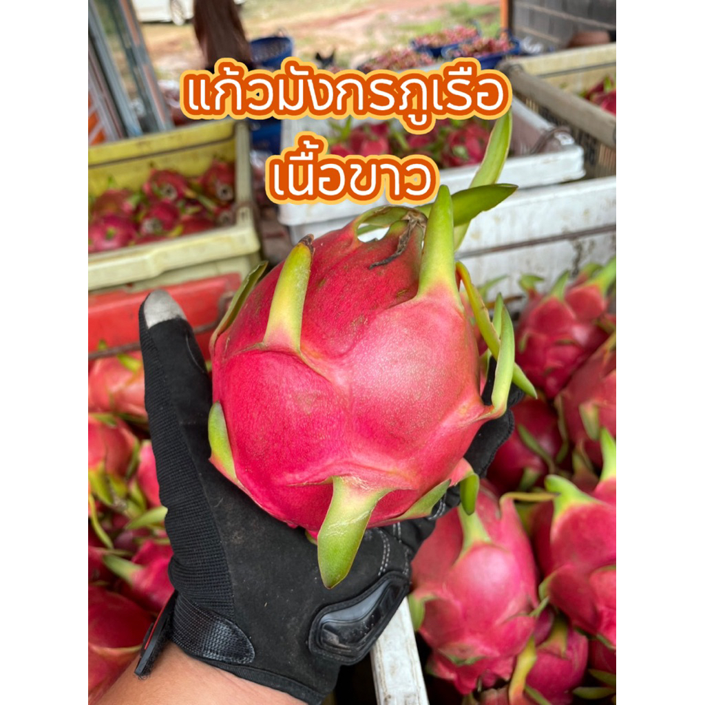 แก้วมังกรภูเรือ⛰️สีขาว 3 กิโลกรัม จากชาวสวน