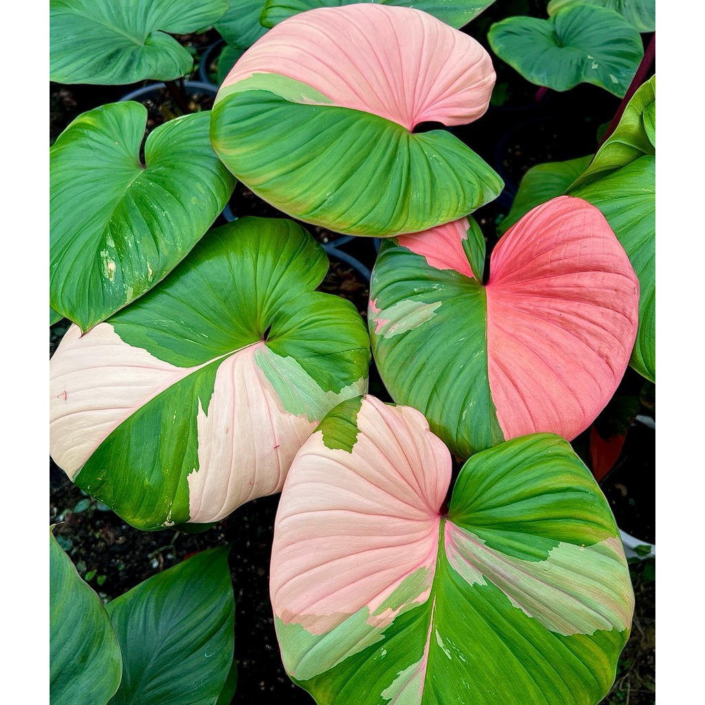 8)บุษราคัมด่างชมพู หรือบุษ‘ชมพู สีชมพูเข้ม❤️🌿