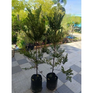 ต้นล่ำซำสูง1.6-เมตร🌲 อ่านความสูงให้ชัดเจนก่อนสั่ง
