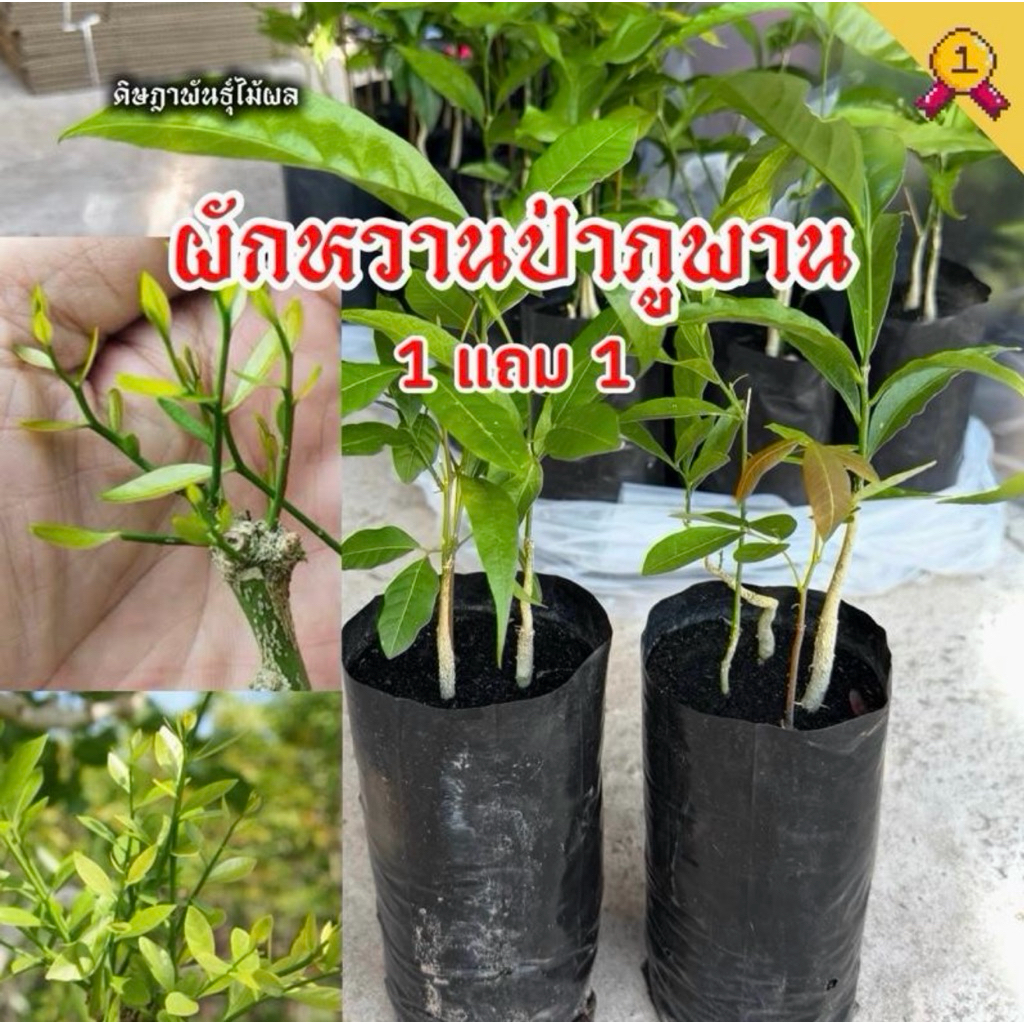 ต้นผักหวานป่าภูพาน (1 แถม 1)