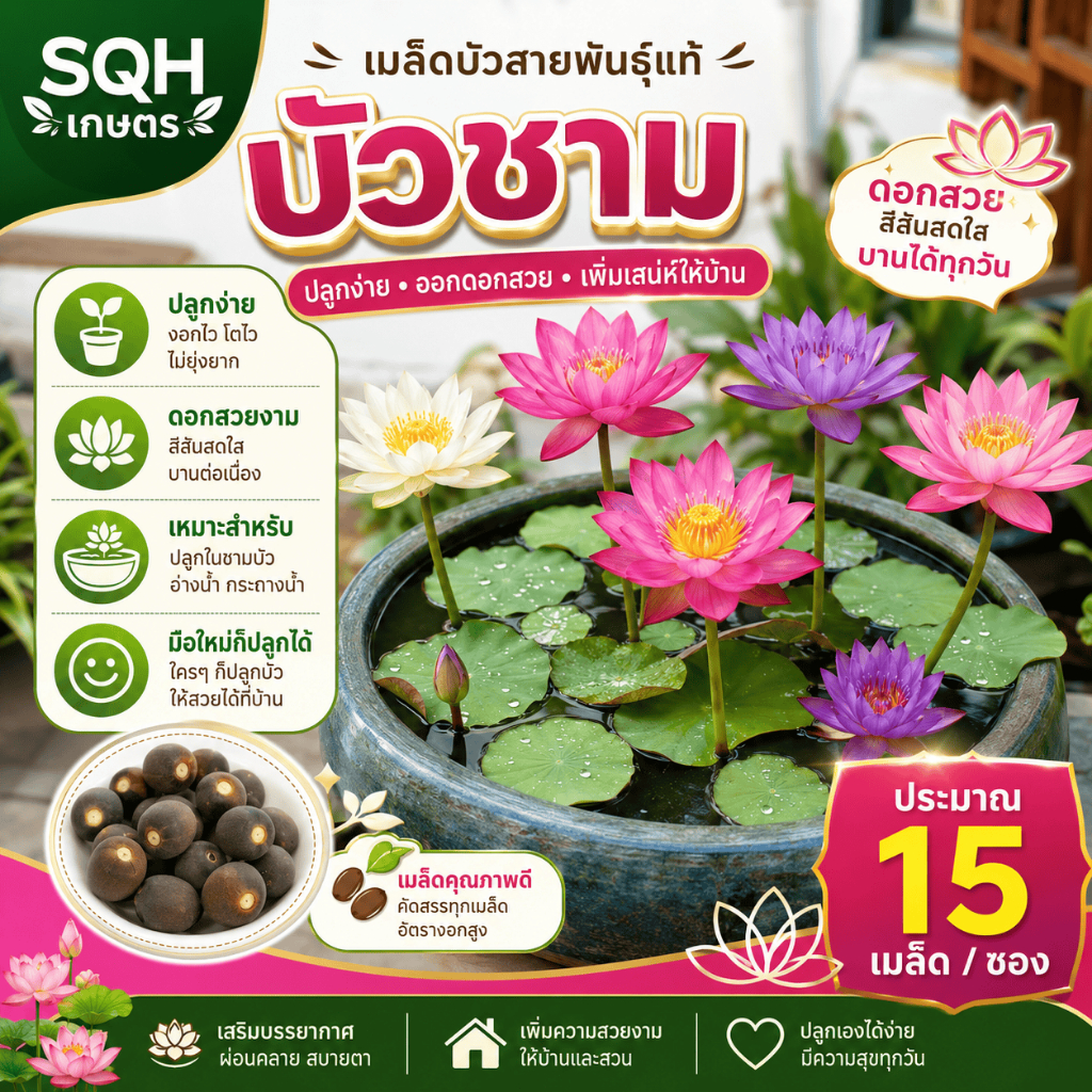 เมล็ดพันธุ์บัวถ้วย 15เมล็ด/1ถุง คุณภาพพรีเมียม อัตราการงอกสูง ต้นโตสวยงาม บานดอกสวยหลากหลายสี ปลูกง่ายในอ่างน้ำหรือกระถา