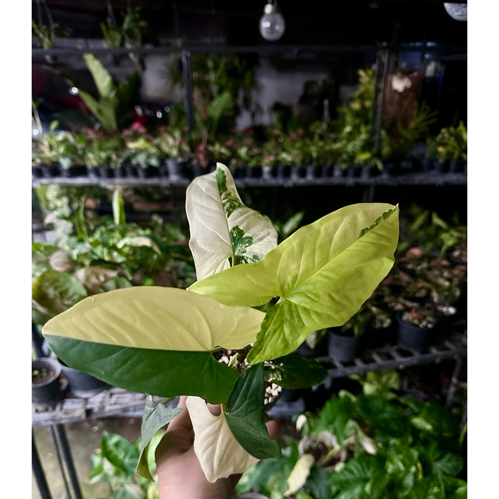 syngonium yellow variegated เงินไหลมาด่างเหลือง