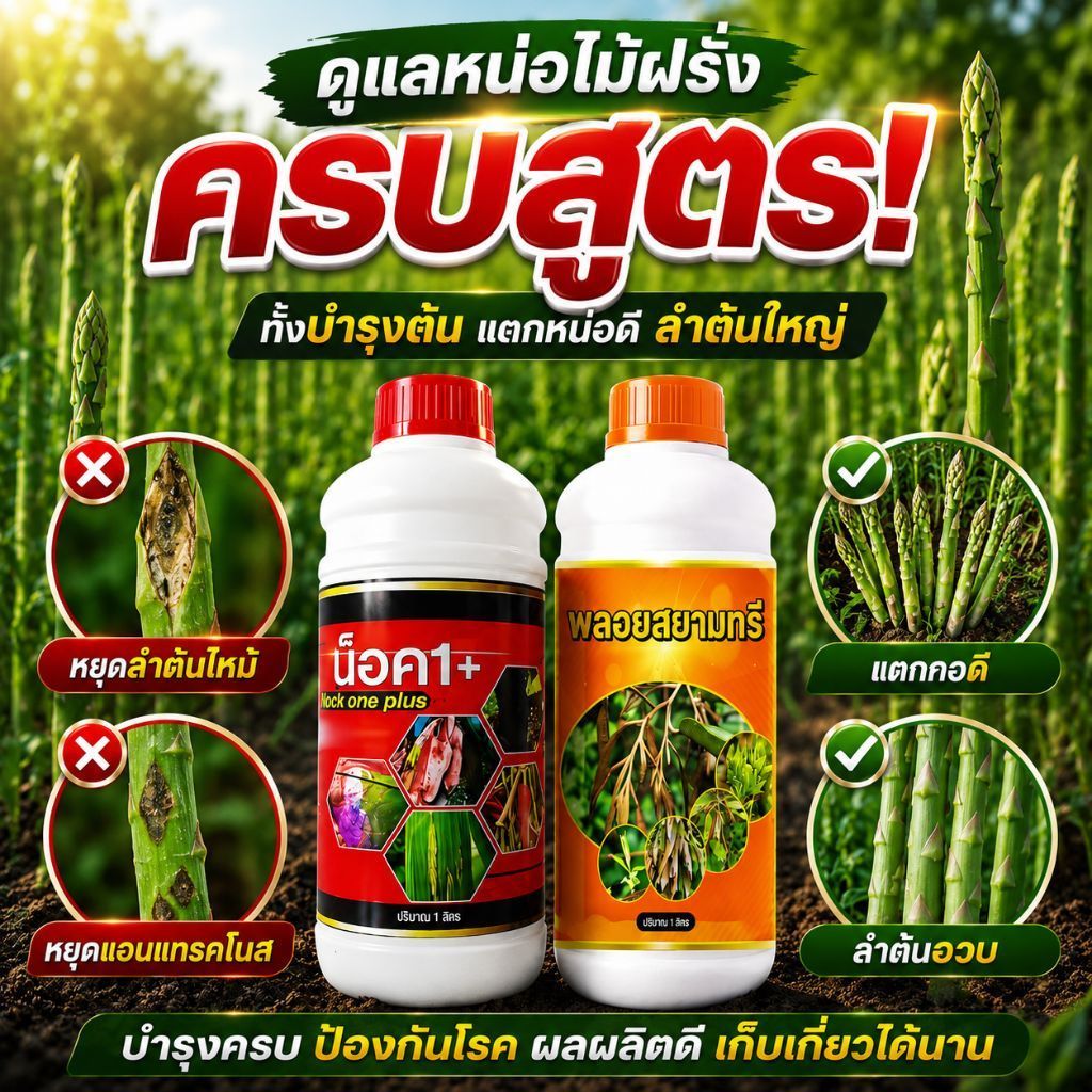 สูตรบำรุงหน่อไม้ฝรั่ง หน่อใหญ่ แตกกอแน่น ใบเขียวเข้ม ลดปัญหาเชื้อรา โรคลำต้นไหม้ โรคสนิม แอนแทรคโนส