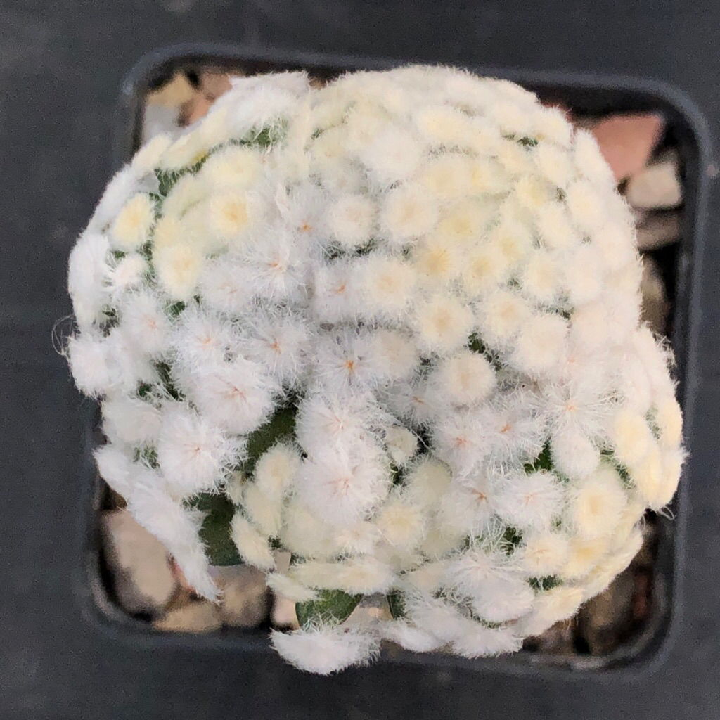 🌵แคคตัส แมม มุกมณี mammillaria plumosa ‘Mukmanee’ cactus ไม้กราฟ จำนวน 1 ต้น