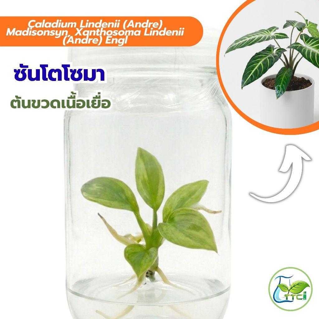 Caladium Lindenii / ซันโตโซมา เซต10ต้น (ต้นเนื้อเยื่อ) แพ็กเกจถุง
