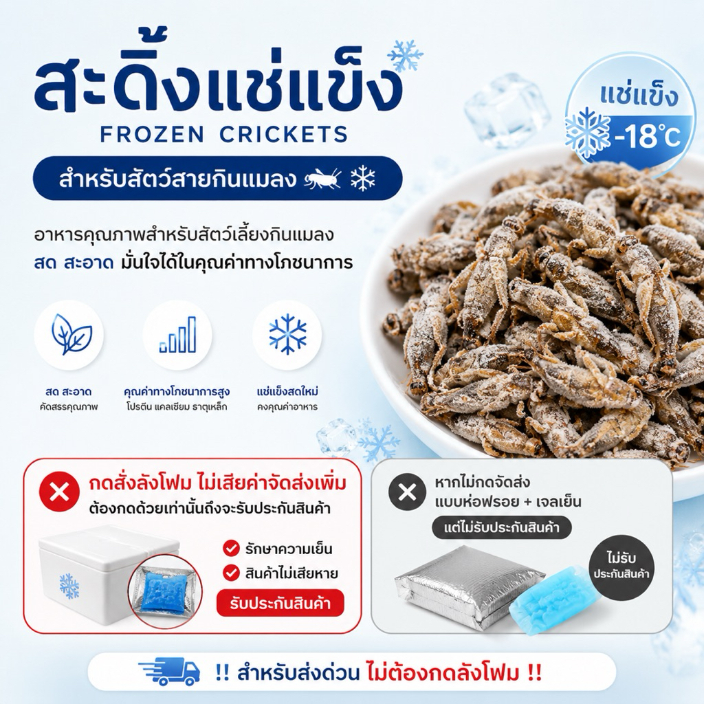 สะดิ้งแช่แข็ง (Frozen Crickets) สำหรับสายกินแมลง 🦗❄️