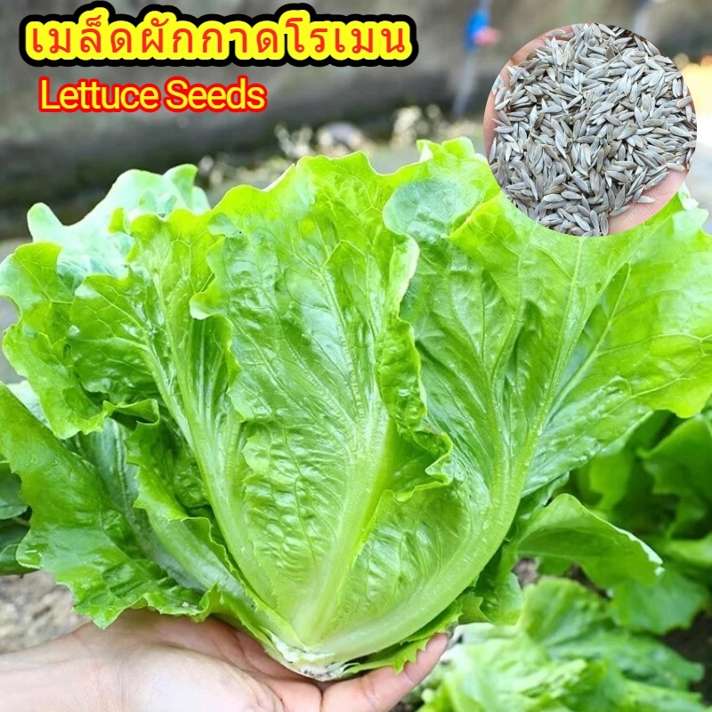 เมล็ดผักกาดบัตเตอร์เฮดหรือผักสลัดเนย ใบอ่อนนุ่ม รสชาติหวานมัน กรอบ เหมาะทานสดคู่แซนด์วิช แพ็ค 500 เม็ด