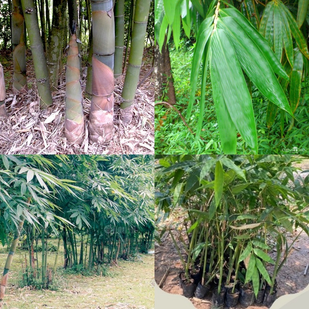 ไผ่หม่าจู ไผ่หวานอ่างขาง Dendrocalamus Latiflorus หน่อใหญ่ หวาน  ใบใหญ่ ใช้ทำบ๊ะจ่าง หมักทำเหล้า ต้นพันธ์แข็งแรงพร้อมปลู