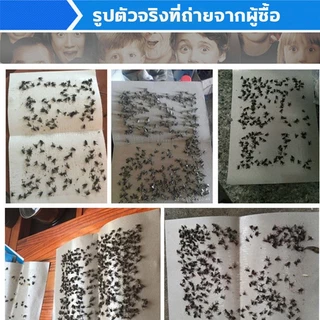 แท้100% กาวดักแมลงวัน มัดละ 50 / 100 / 200แผ่น แผ่นดักแมลงวันแบบกระดาษ ถูกที่สุด ราคาส่ง