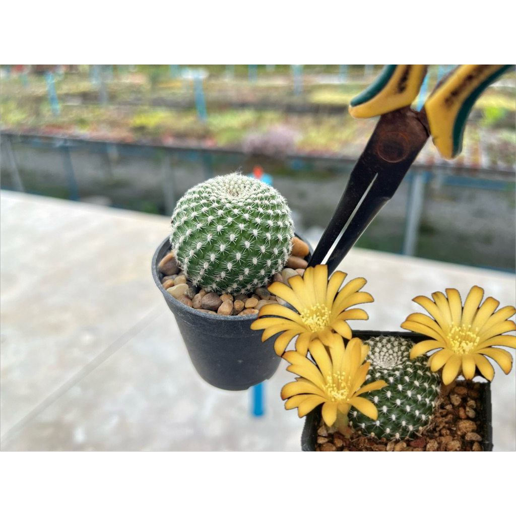 Rebutia  marsoneri ซัลโคลรีบูเทียดอกสีเหลือง🌼🌼🌼