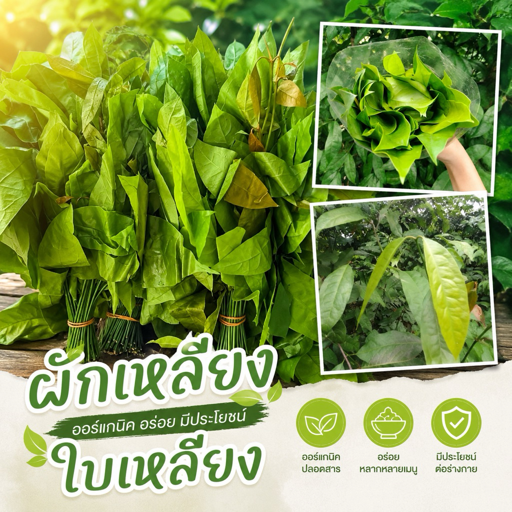 ใบเหลียง ครึ่งกิโล55฿ 1ก.ก.100฿ ผักเหลียง ยอดเหลียง ออร์แกนิค มีราคาส่ง✅