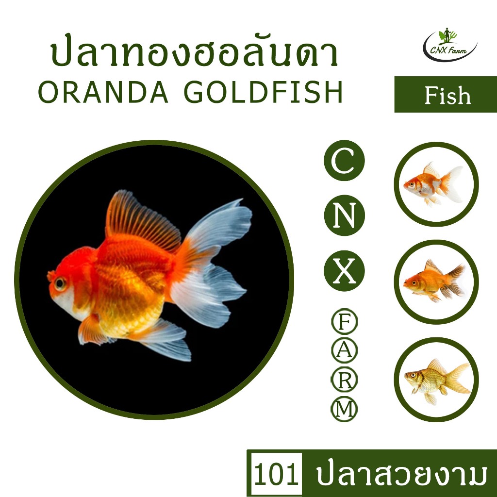 อาหารปลาทองฮอลันดา Oranda Goldfish