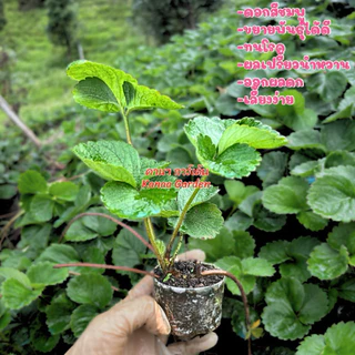 ต้นกล้าสตรอเบอร์รี่ ราบิด้าพิ้งค์ (Rabida pink)