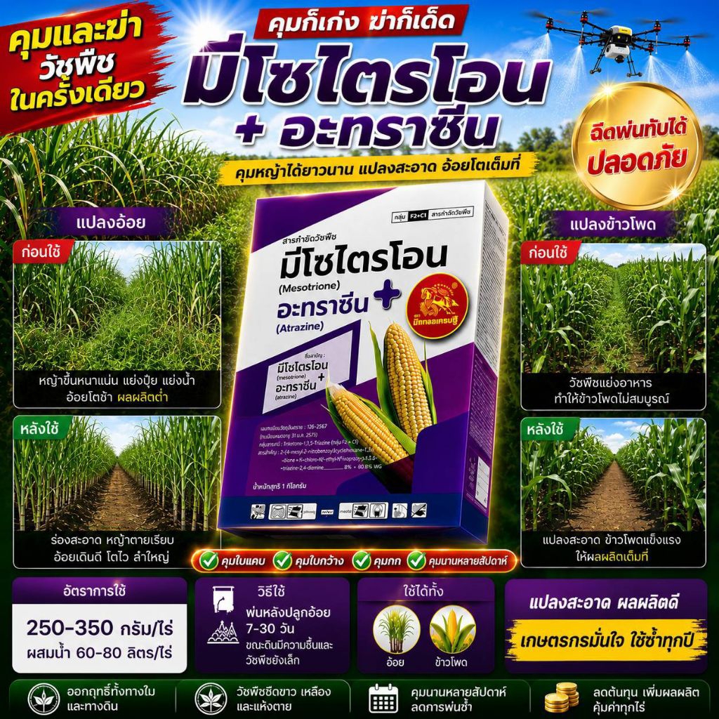 มีโซไตรโอน+อะทราซีน8%+80.8%WGกำจัดวัชพืชประสิทธิภาพสูงสำหรับไร่อ้อยและข้าวโพดคุมและฆ่าวัชพืชในครั้งเดียวทั้งใบแคบใบกว้าง