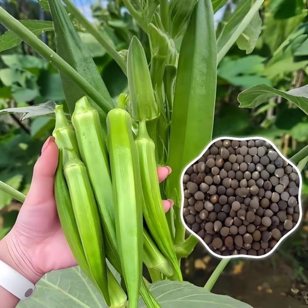 เมล็ดพันธุ์กระเจี๊ยบเขียว 20 เมล็ด งอกเร็ว โตไว ปลูกง่ายในดินทั่วไป vegetable seeds OKRA SEEDS