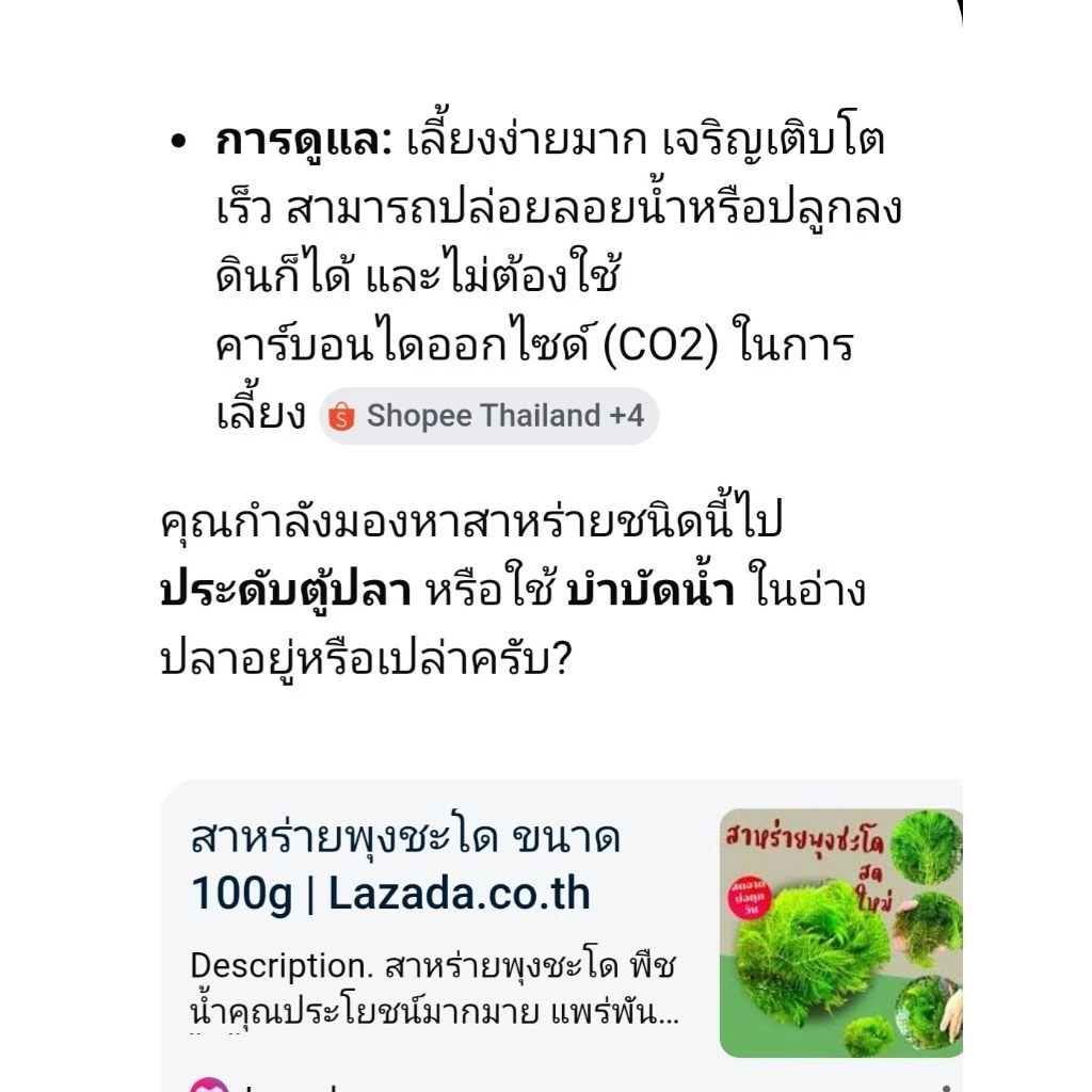สาหร่ายหางกระรอกสาหร่ายน้ำจืดราคาถูกจัดให้แบบจุใจสาหร่ายหางกระรอกควรหักให้สั้นแล้วปักจะงอกใหม่สวยมากครับจุใจเหมือนเดิม thumbnail 10