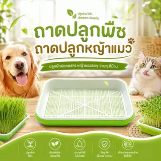 Boqi Factory กระถางปลูกพืช หญ้า สําหรับสัตว์เลี้ยง แมว ขนมขบเคี้ยว กล่องปลูกพืช PET-003