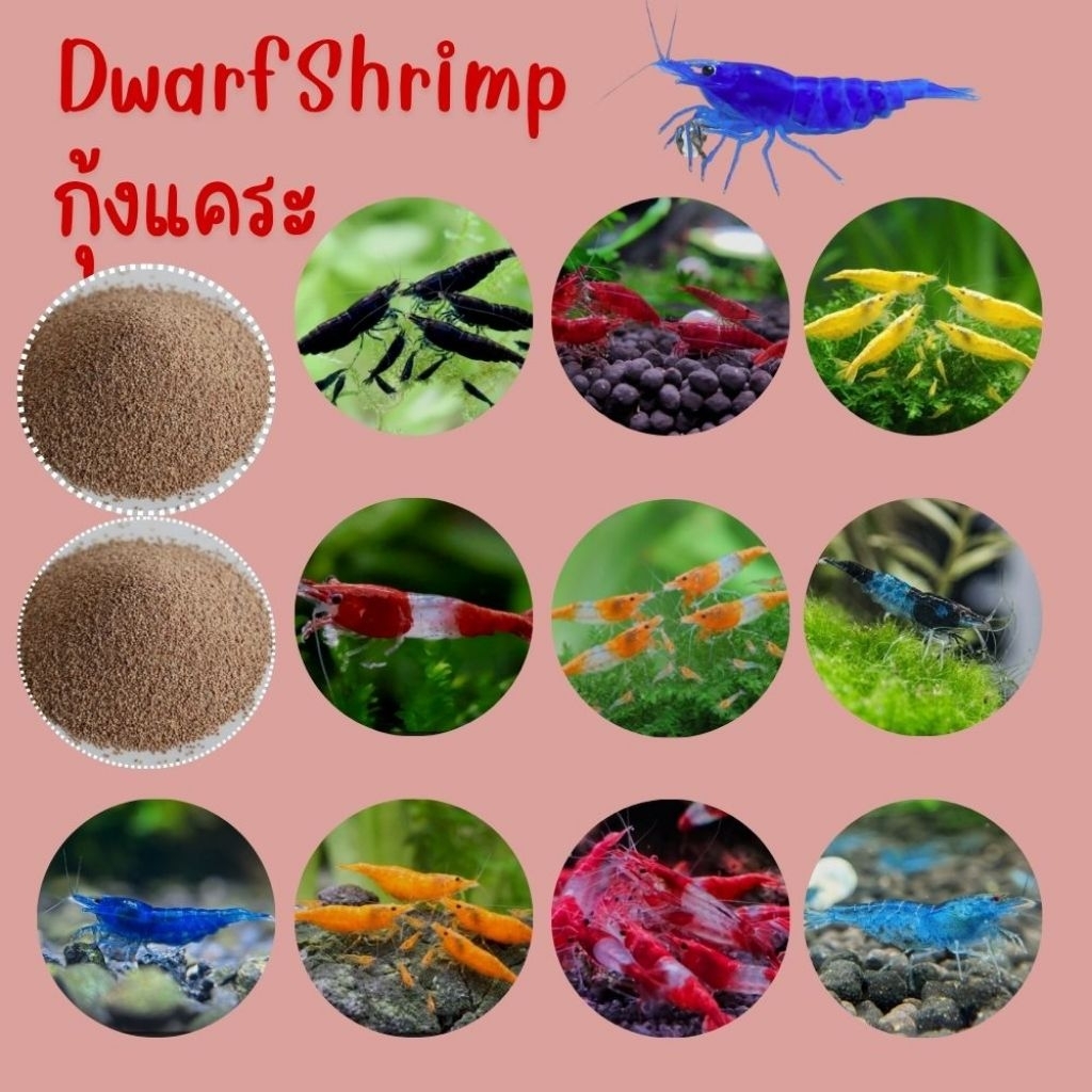 อาหารกุ้งแคระหลากสี สวยงาม สีสันสวยงาม (รายละเอียดเพิ่มเติมในรูปภาพ)