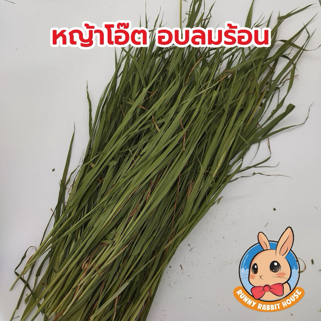 หญ้าโอ๊ต อบลมร้อน ใบเยอะ ใบนิ่ม สำหรับกระต่าย แกสบี้ แพรี่ด็อก ชินชิล่า