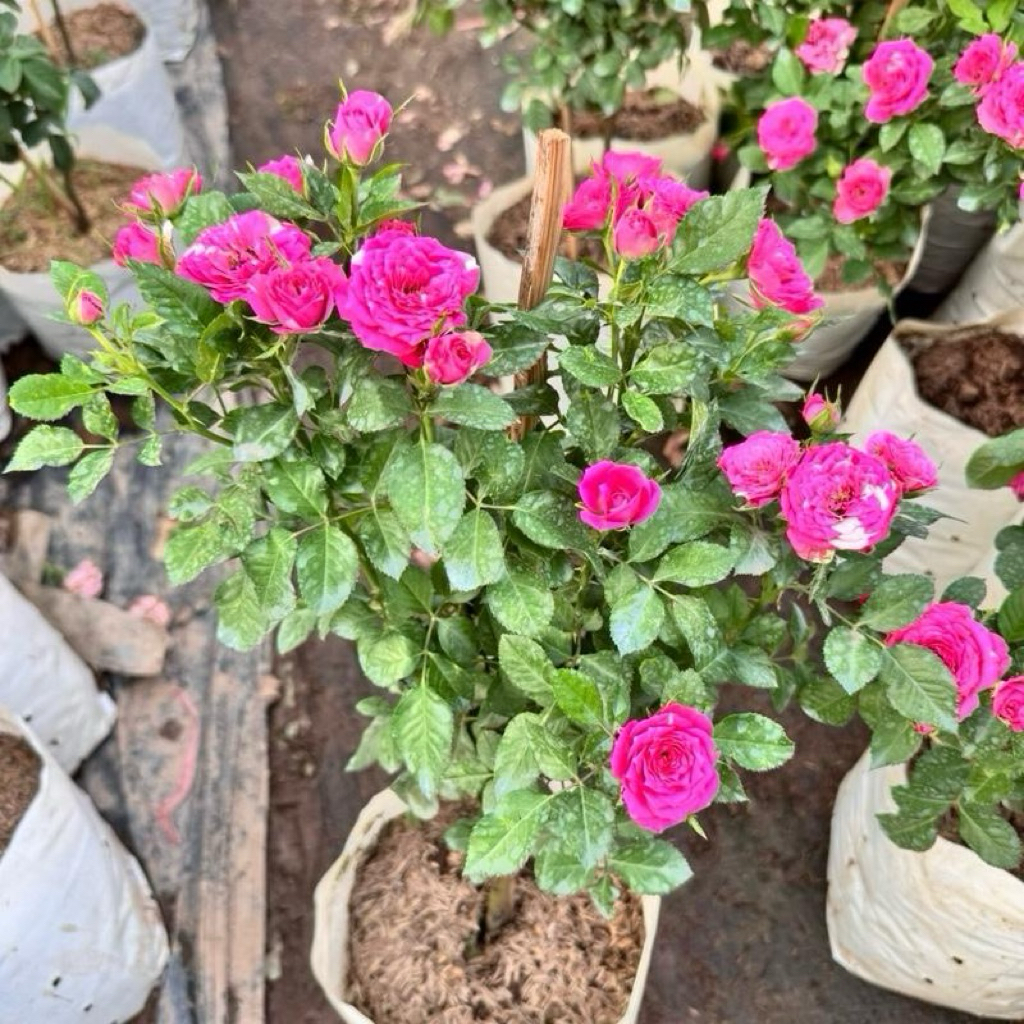 กุหลาบพุ่มเตี้ยสายพันธุ์ จอยเทเรซ่า (Joy Terrazza) รูปที่ 4