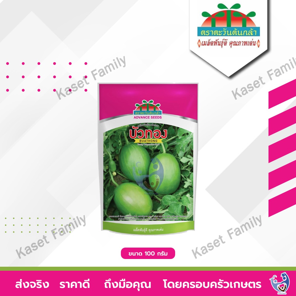 เมล็ดพันธุ์แตงโม แตงโมอ่อนบัวทอง ขนาด 100 กรัม / 250 กรัม ตราตะวันต้นกล้า