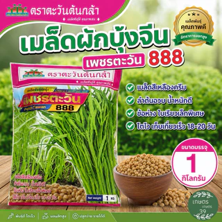 เมล็ดผักบุ้ง เพชรตะวัน888 ตราตะวันต้นกล้า ขนาด 1กิโลกรัม