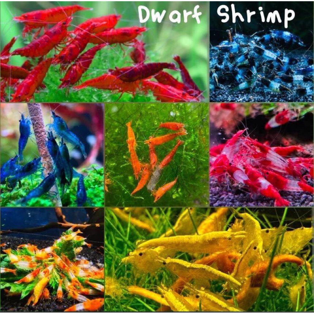 อาหารกุ้งแคระเกรดเอ26หน่วยกุ้งแข็งแรง สำหรับลูกกุ้งและกุ้งพ่อแม่พันธ์ วัยเจริญเติบโต