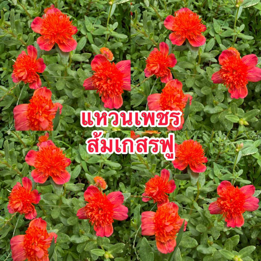 คุณนายแหวนเพชรส้มเกสรฟู10กิ่ง20฿ 20กิ่ง40฿
