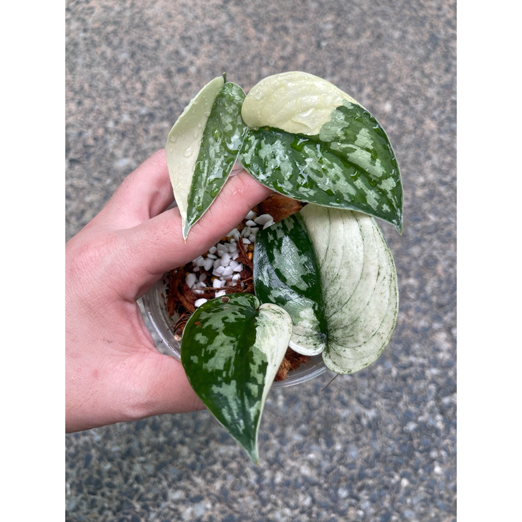 scindapsus mayari var. มายาริด่าง แนบอุราด่าง ด่างขาว ไม้ด่าง