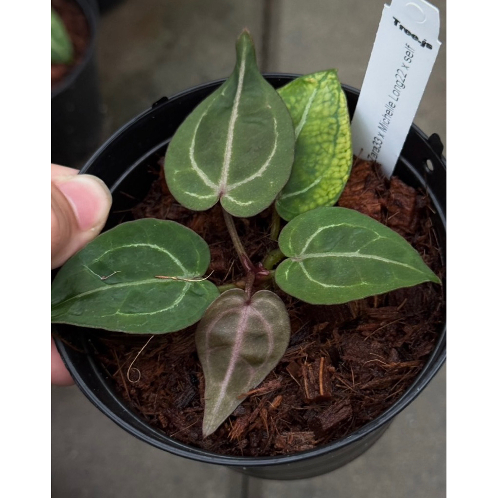 Anthurium (Zara33xMichelle Long) xself **ทางสวนคัดต้นที่สวยให้**