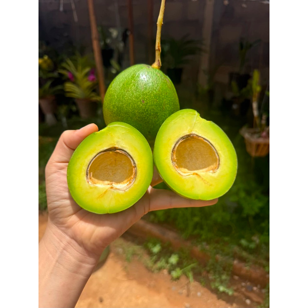 อาโวคาโด้พื้นเมือง น้ำหนัก  3  กิโลกรัม อร่อยเนื้อดี🥑🥑 ชั่งน้ำหนักไม่รวมกล่อง