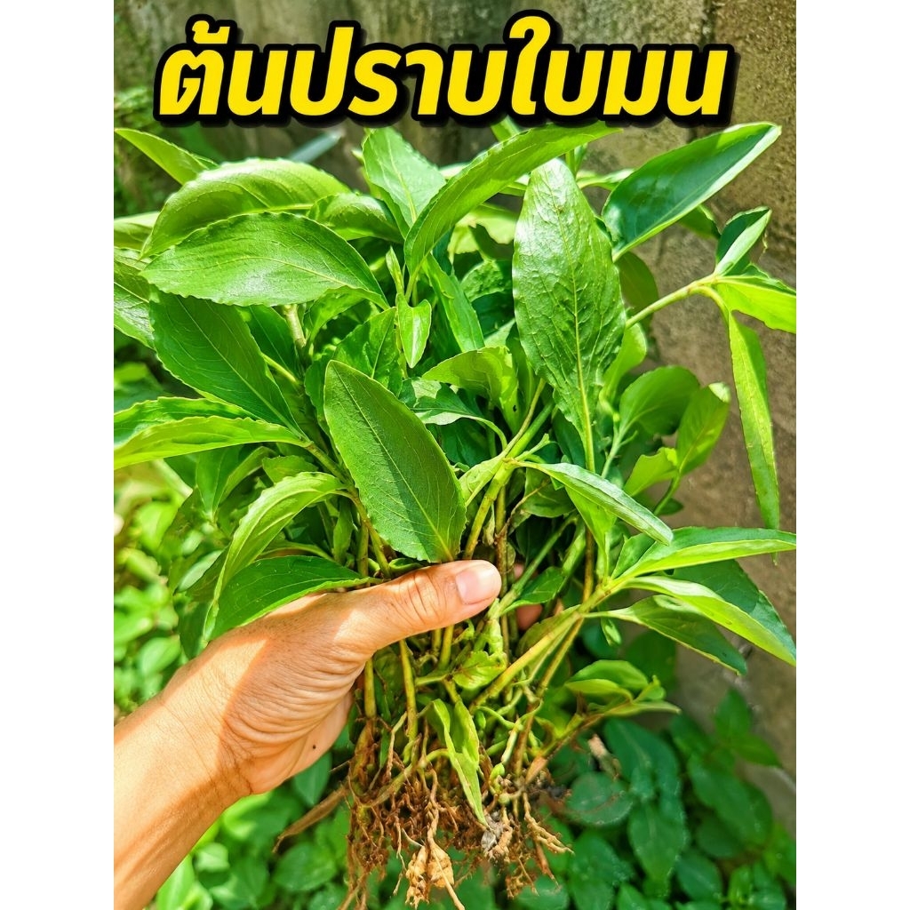 ปราบใบมน​ ต้นพร้อมปลูก30ต้นปลูกง่าย