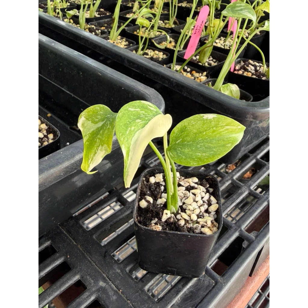 Monstera thai constellation มอสเทอร่าไทคอน กระถาง 2 นิ้ว