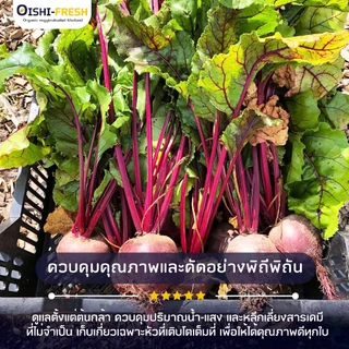 🛒Oishi-Fresh🥬บีทรูท ปลอดสารพิษ 1 กก. รสชาติกรอบ สด ใหม่ ใยอาหารสูง หวานออร์แกนิค ผัก เคลมได้ 1-2 วัน