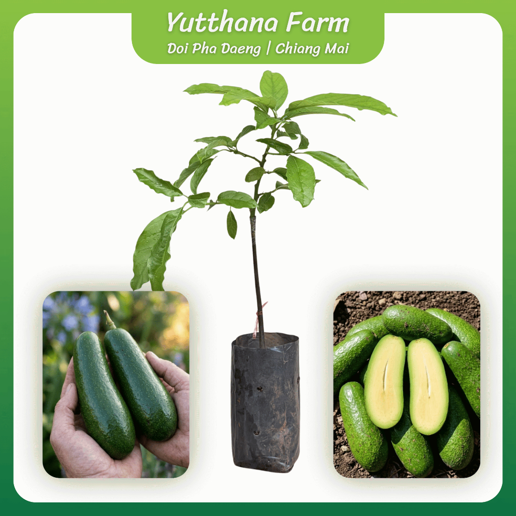 ต้นกล้าอโวคาโด้ไร้เมล็ด (Seedless Avocado) เสียบยอดแท้ 100% เนื้อล้วนไม่มีเมล็ด ทานง่าย เนื้อเหนียวมันหนึบ พร้อมปลูก
