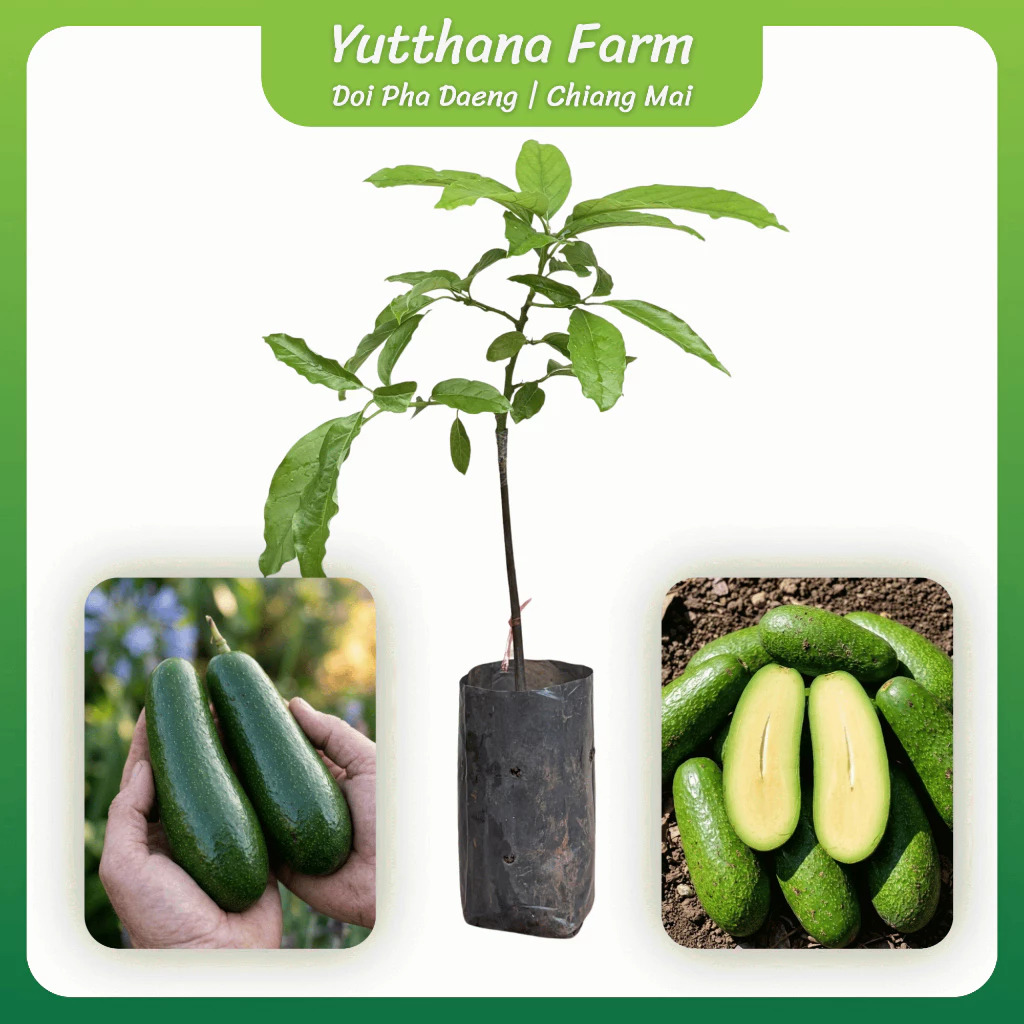 ต้นกล้าอโวคาโด้ไร้เมล็ด (Seedless Avocado) เสียบยอดแท้ 100% เนื้อล้วนไม่มีเมล็ด ทานง่าย เนื้อเหนียวมันหนึบ พร้อมปลูก
