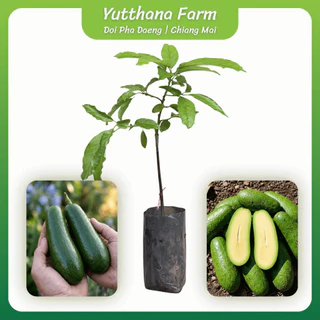 ต้นกล้าอโวคาโด้ไร้เมล็ด (Seedless Avocado) เสียบยอดแท้ 100% เนื้อล้วนไม่มีเมล็ด ทานง่าย เนื้อเหนียวมันหนึบ พร้อมปลูก